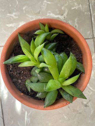 Planta haworthia triebnet