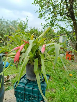 Lacrima della regina