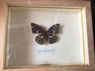 30 Quadros Mariposas