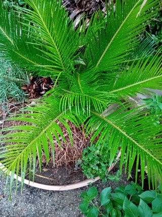 Cycas per giardino