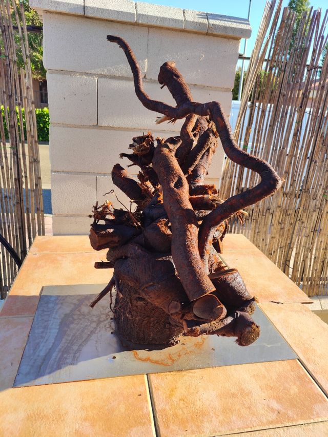 Raiz de Almendro DECORATIVA