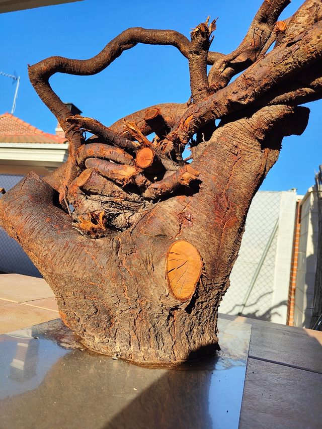 Raiz de Almendro DECORATIVA