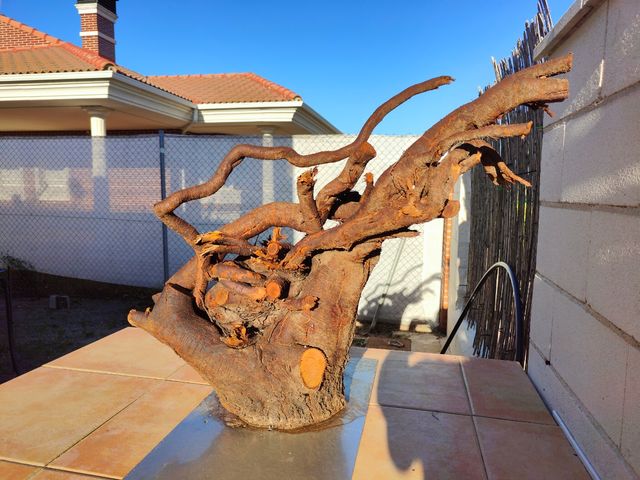 Raiz de Almendro DECORATIVA