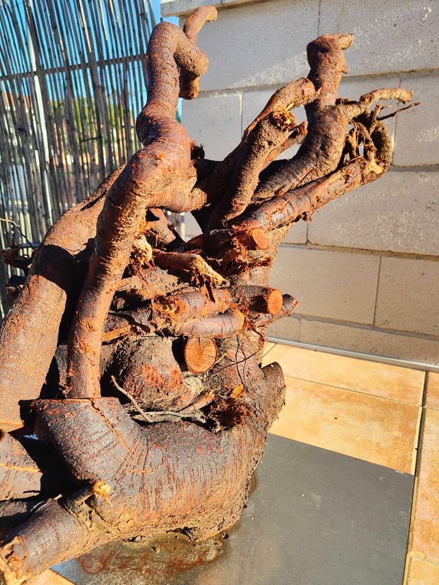 Raiz de Almendro DECORATIVA