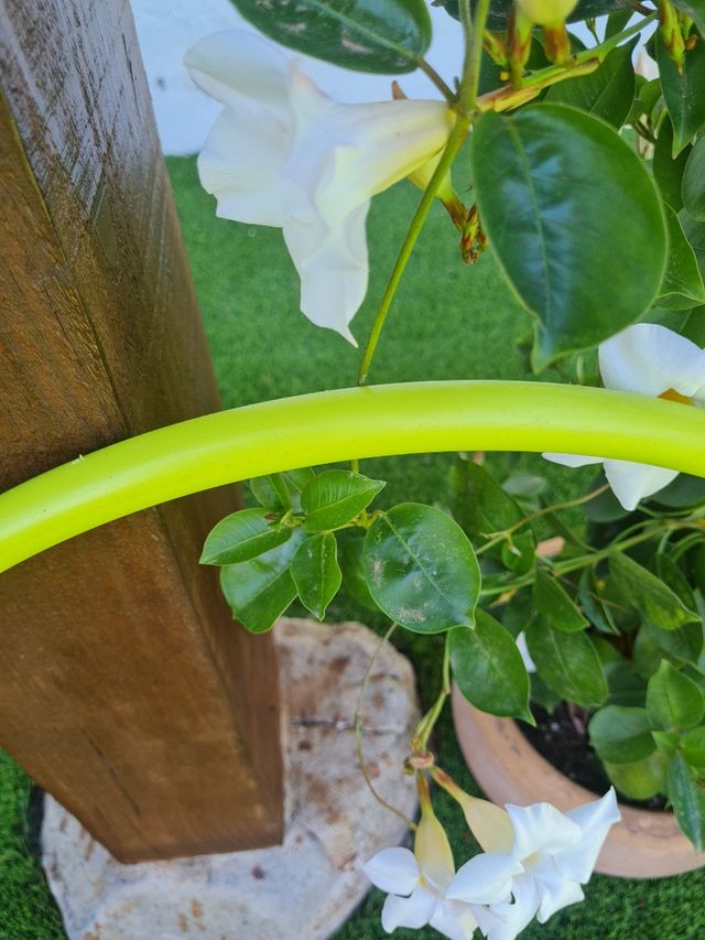 Aro de Rítmica de niña verde lima