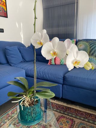 Set vaso da orchidee e sottovaso Orchitop medium 