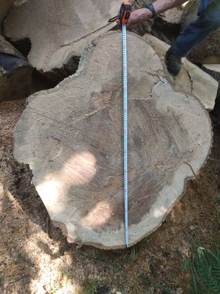 Rodajas Madera Fresnos centenario