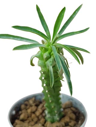 Euphorbia loricata pianta grassa succulenta