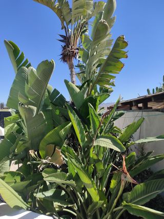 Streglitzia