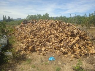 Venta de soca de olivo