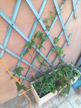 Celosía. Reja para colgar enredadera 