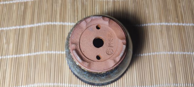 Maceta bonsai Eimei Yozan