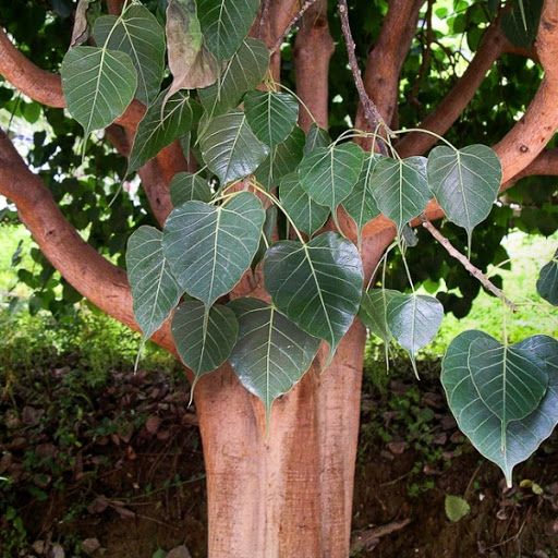 Semillas de Ficus Religiosa