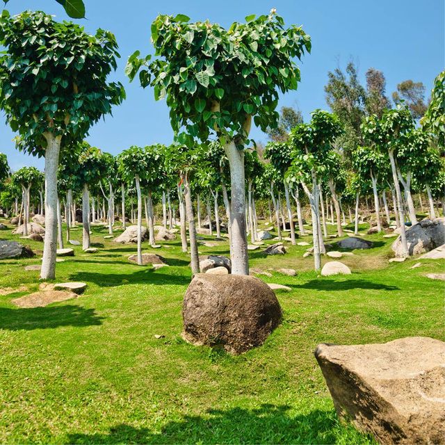 Semillas de Ficus Religiosa