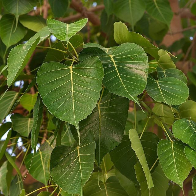 Semillas de Ficus Religiosa