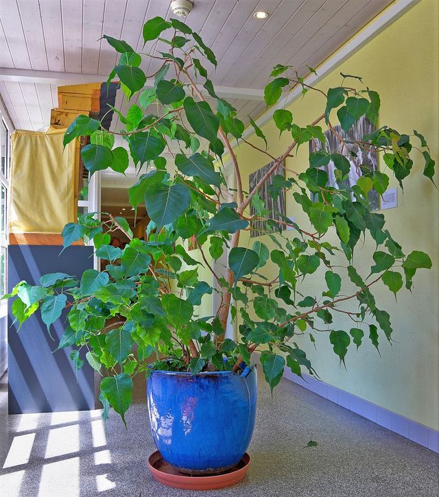 Semillas de Ficus Religiosa