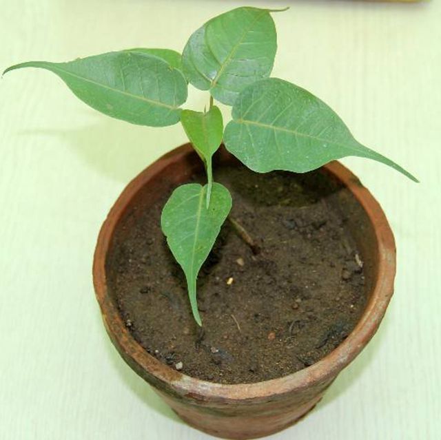 Semillas de Ficus Religiosa