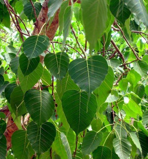 Semillas de Ficus Religiosa
