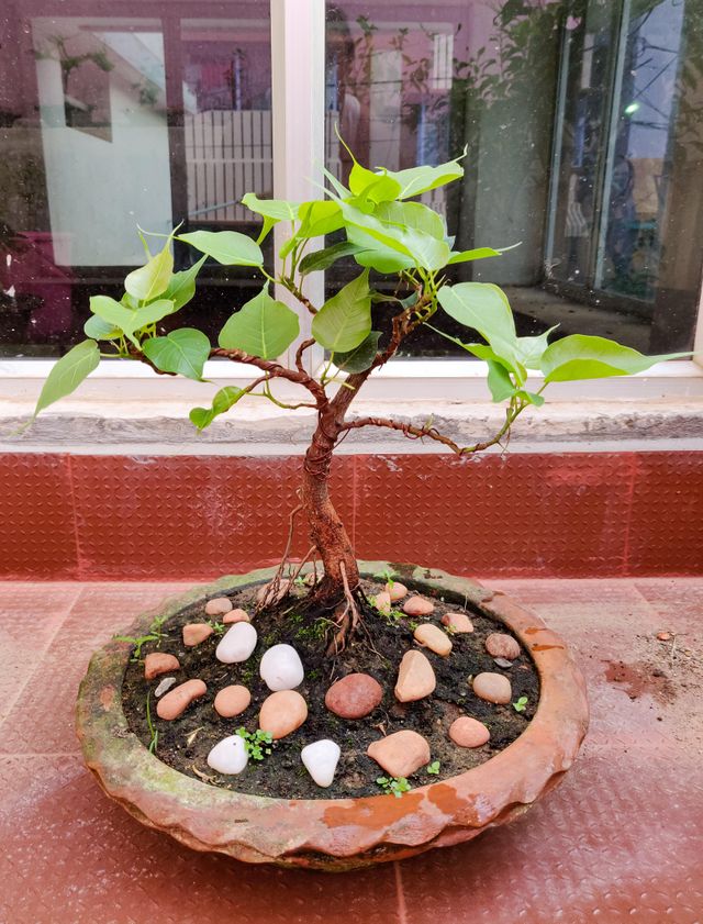 Semillas de Ficus Religiosa
