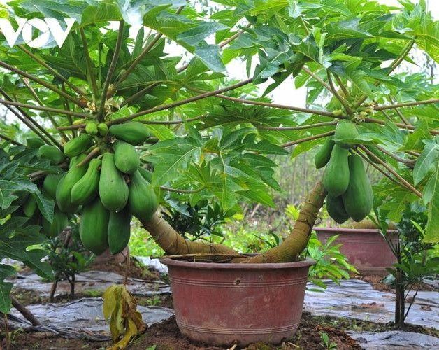 Semillas de Papaya