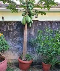 Semillas de Papaya