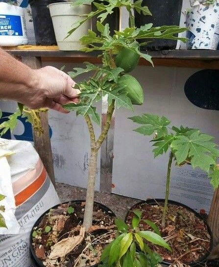 Semillas de Papaya