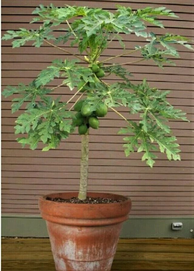 Semillas de Papaya