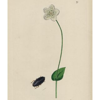 1825 ANTIGUO GRABADO FLORES PLANTAS Y ENTOMOLOGÍA