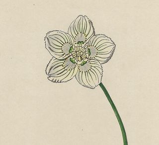 1825 ANTIGUO GRABADO FLORES PLANTAS Y ENTOMOLOGÍA