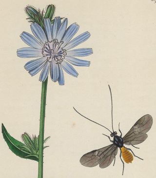 1825 ANTIGUO GRABADO FLORES PLANTAS Y ENTOMOLOGÍA