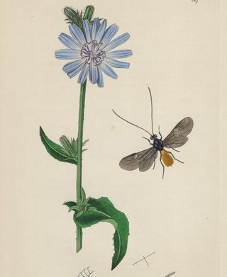 1825 ANTIGUO GRABADO FLORES PLANTAS Y ENTOMOLOGÍA