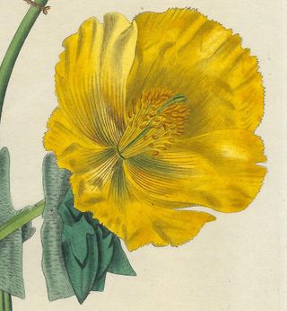 1825 ANTIGUO GRABADO FLORES PLANTAS Y ENTOMOLOGÍA