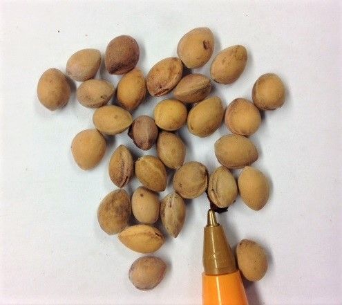 Semillas de Prunus Mahaleb