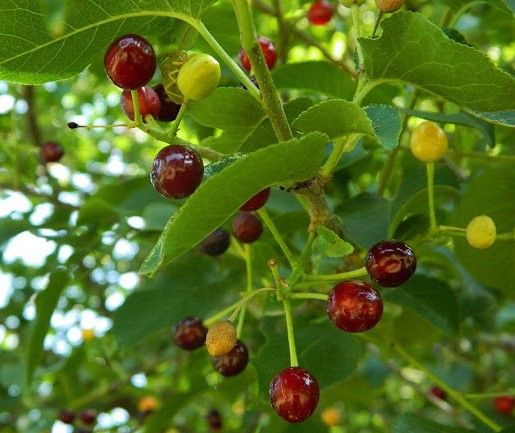 Semillas de Prunus Mahaleb