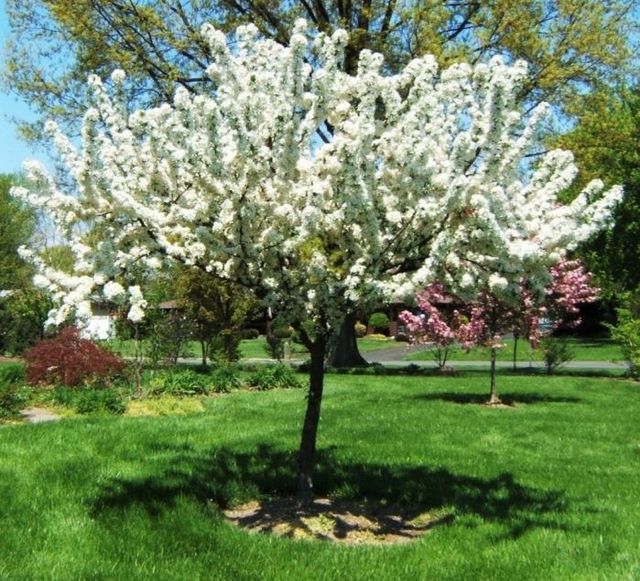 Semillas de Prunus Mahaleb