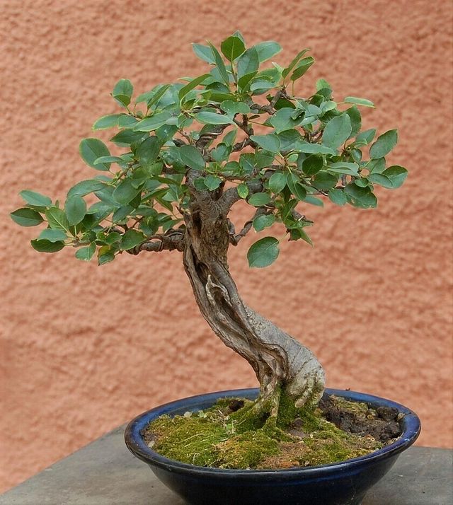 Semillas de Prunus Mahaleb