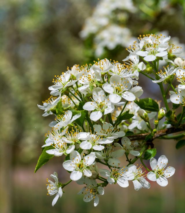 Semillas de Prunus Mahaleb