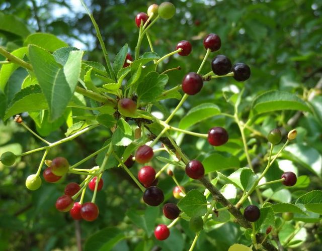 Semillas de Prunus Mahaleb