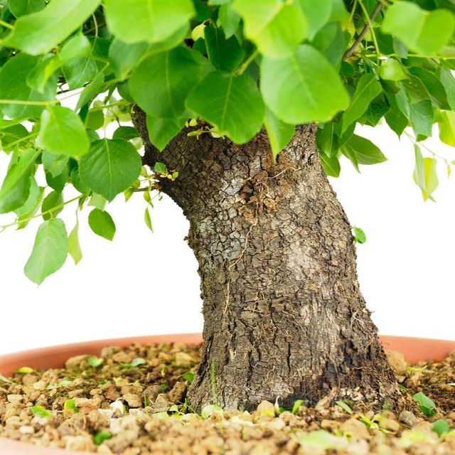 Semillas de Prunus Mahaleb