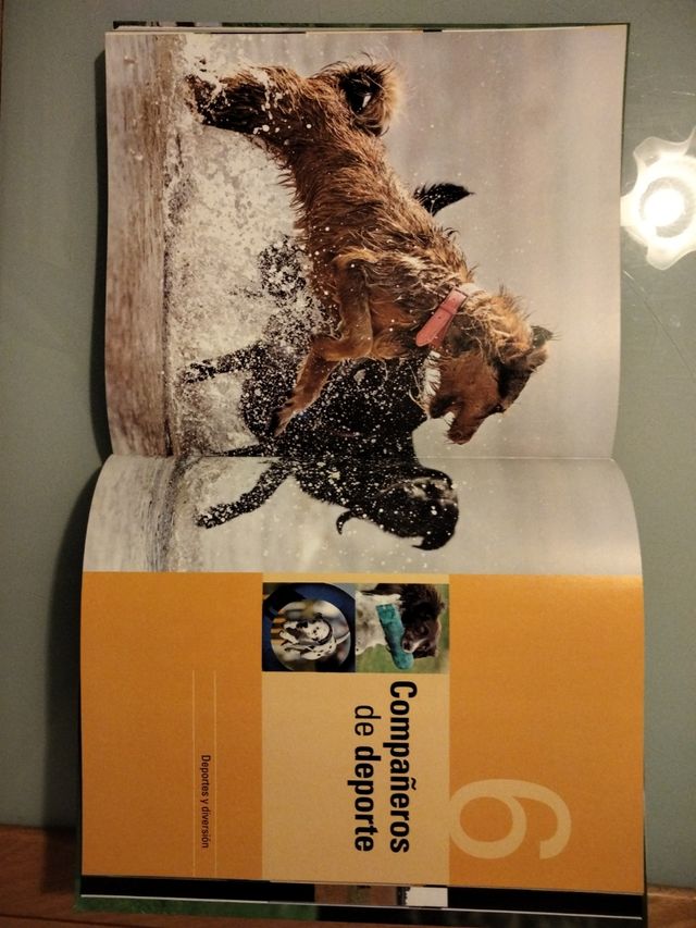 DESPIERTE EL TALENTO DE SU PERRO.