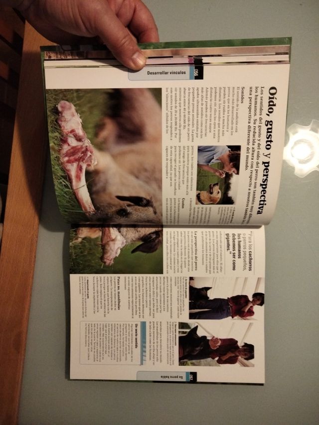 DESPIERTE EL TALENTO DE SU PERRO.