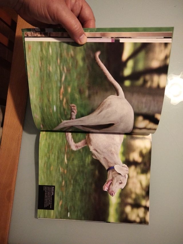 DESPIERTE EL TALENTO DE SU PERRO.