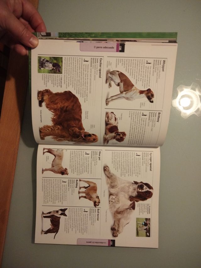 DESPIERTE EL TALENTO DE SU PERRO.