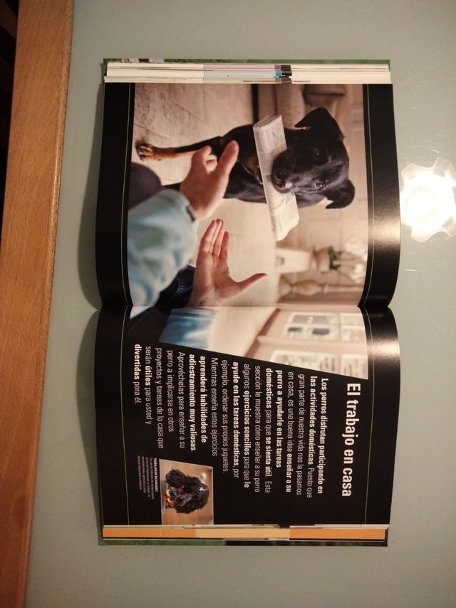 DESPIERTE EL TALENTO DE SU PERRO.