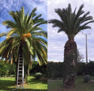 Jardinero económico