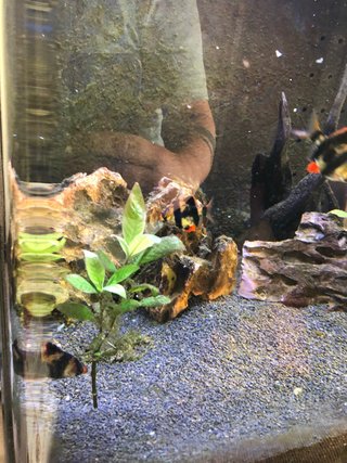 Acuario Boyu serie TL 130 lts