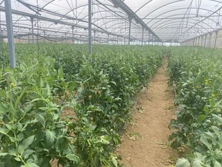 SE VENDE FINCA CON NAVE Y INVERNADERO Y PARCELA