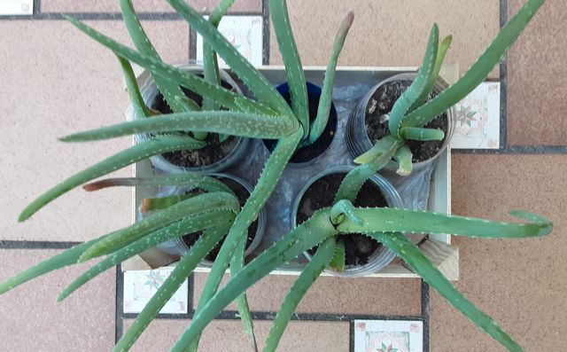 5 ALOE VERA