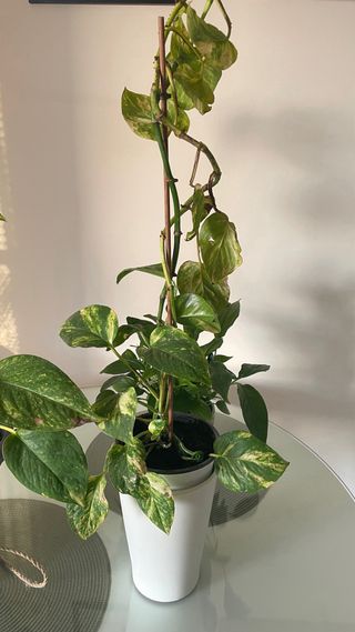 Potos de diferentes tamaños