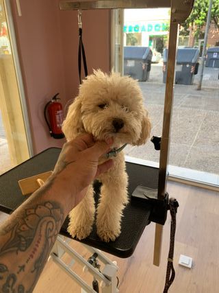 Peluquero canino profesional a domicilio